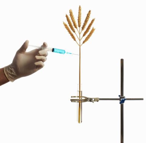 осторожно гмо!