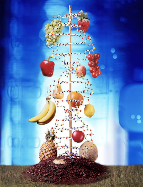 осторожно гмо!