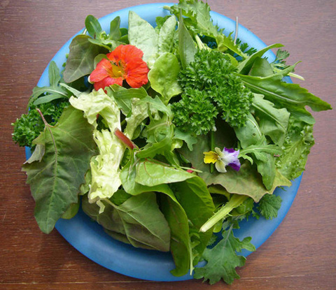 Зелень жизни