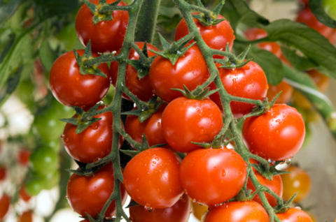 Томатная диета