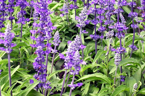 темные круги под глазами