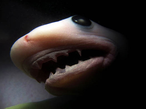 беременные животные