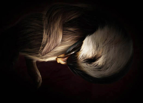 беременные животные