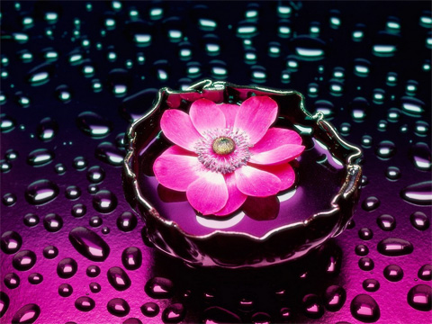 Что означает твой любимый цвет: сектрет фиолетового