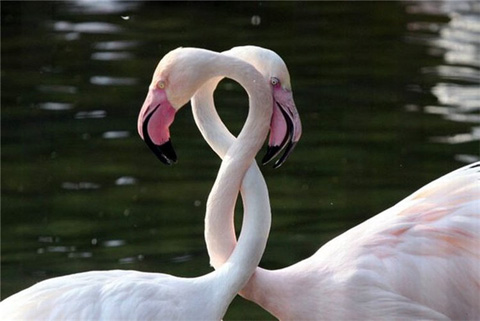 Розовый цвет: безусловная любовь