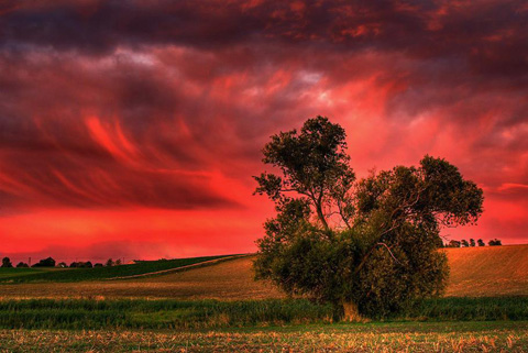 Розовый цвет: безусловная любовь