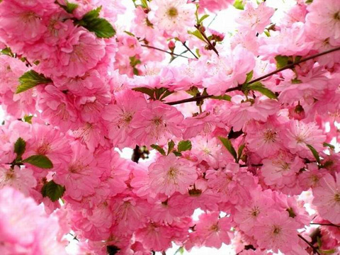 Розовый цвет: безусловная любовь