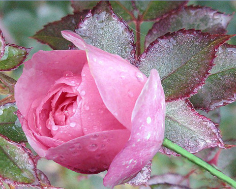 Розовый цвет: безусловная любовь