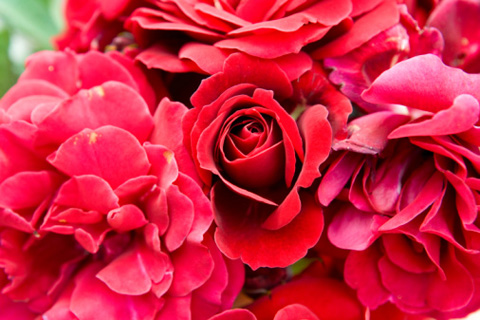 Розовый цвет: безусловная любовь