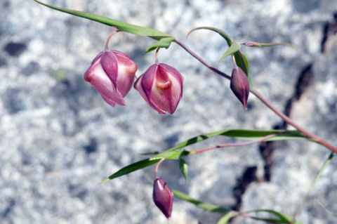 Розовый цвет: безусловная любовь