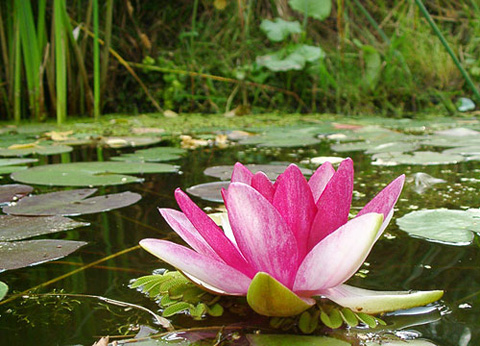 Розовый цвет: безусловная любовь