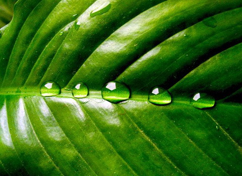 зеленый лист