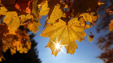 осень пейзажи