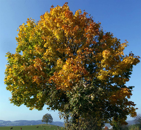 осень пейзажи