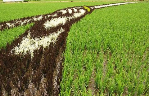 рисунки на полях